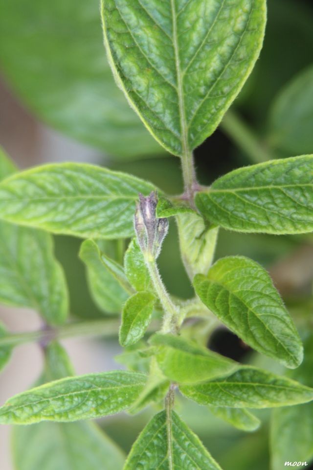 pepino